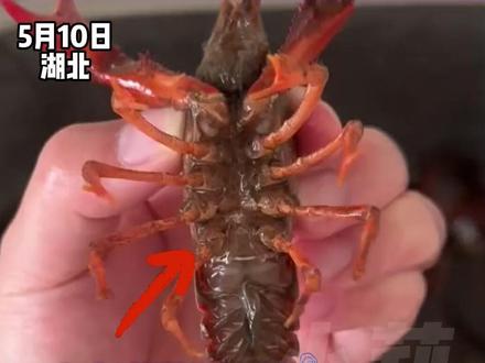 5月10日,湖北,再也不用腰疼刷半小时龙虾了,女生分享如何快速清洗小龙虾,“维生素C+白醋”轻松搞定,网友:亲测好用!夏天实现吃小龙虾自由。@Killer queen #不一样的中国节气 #中国节气小满篇