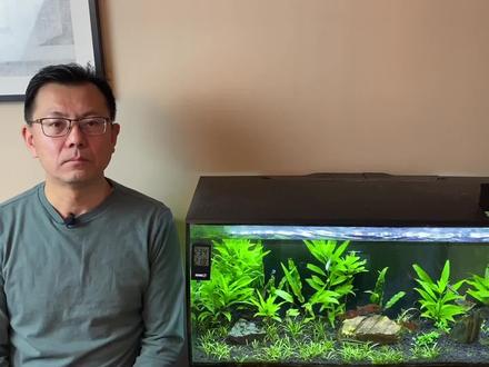鱼缸里面为什么会出现蜗牛?控制或消灭蜗牛4个办法!