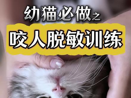 幼猫到家必做训练之一,3招教你做咬人脱敏训练,让它变成绝世好猫。
一定要3招一起用,不然猫可能会变得胆小怕人。
如果猫只是胆小而不咬人,省略第一步就可以了
你家的猫做过咬人脱敏训练吗?现在乖不乖
#养猫经验分享 #养宠进阶指南 #猫咪训练技巧 #宠物成长记录 #萌宠出道计划