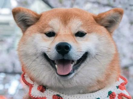 大家的小柴犬都发腮了吗?要不要评论一下我看下!#萌宠 #萌宠推荐官 #柴犬 #宠物 #宠物知识 @DOU+小助手