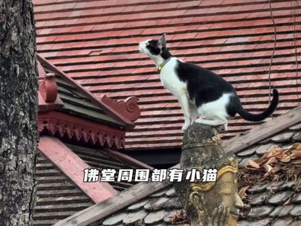 小猫上供台,神明也不怪 #猫咪 #温暖 #感动