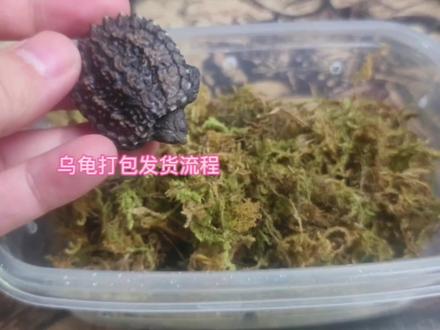 今天第一次出龟,刚好教一下大家,乌龟打包发货的流程是怎样的。#佛鳄龟 #乌龟如何打包发货 #乌龟可以寄快递吗 #养龟人 #乌龟打包注意事项 #养龟日常 #乌龟 #龟龟🐢 #龟宠时代 #佛鳄龟苗子