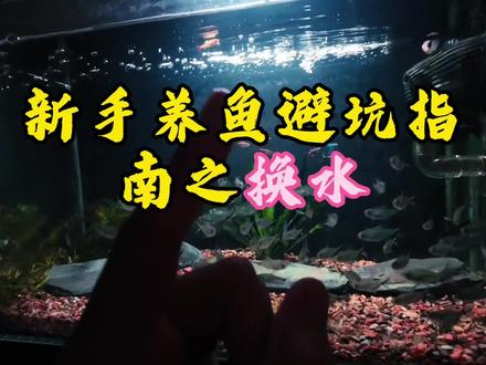 新手养鱼避坑指南之换水,水还对,养鱼成功大半! 新手注意换水就这几个细节,换水之前记得困水,困水除氯,避免对鱼儿的伤害,不然容易使得鳃细胞死亡,对鱼儿生命产生威胁,同时换水一定注意换水量,一般换取1/3或者1/4即可,一定不要换水超过50%,不然影响硝化系统,也容易使得鱼儿亚硝酸盐中毒,记得换水要定期更换,养鱼密度大以及排泄物比较多,可以一周换两次,密度低同时鱼儿排泄少可以两周换一次,因鱼而已,要控制好密度和喂食量,同时记得换水需要用等温水进行更换,温差不要>2℃,不然容易导致鱼儿得病,尤其是白点病,同时换水时要进行缓水流更换,不然水流过大容易冲散底砂以及冲跑水草!#鱼缸换水 #鱼 #锦鲤 #养鱼 #溪流缸