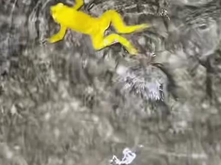 男子丛林中路遇多只金蟾,通体金黄 水中蹦跶奋力“上岸”,高考倒计时11天,愿考生金榜题名