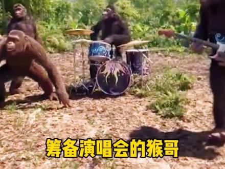#猴子搞笑视频 猴子跳舞视频,这是一群无所不能猴子#憋住不准笑 #开心每一刻 #猴子届的天花板@DOU+小助手 @抖音小助手