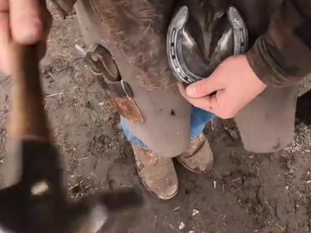 为什么要给马钉马蹄铁?难道不痛吗?#马 #马蹄铁