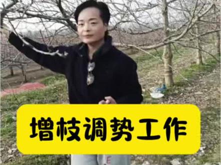 #阿红—果树栽培与管理技术,关于开春增枝调势工作,抑顶促萌,分道环切。#果树辨证管理@阿红纯羊粪 @果树辨证管理栽培技术郭老师