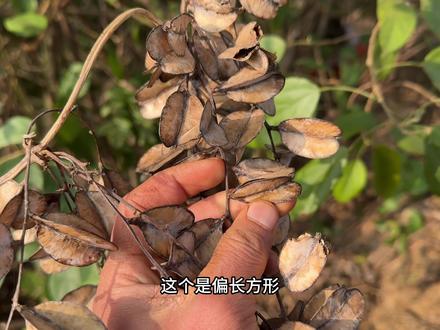 再挖一次又何妨#村里的新年 #新农人计划2025 #艮上谦农