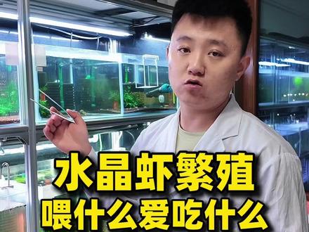 水晶虾繁殖喂什么爱吃什么 虾粮种草#雪花粮 #荤粮素粮 #水晶虾 #菠菜