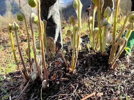 分享16种不同的蕨菜,看看你们都见过吗?#蕨菜#植物 #大自然的馈赠 #野菜