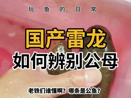 虽然养七星鱼有一段时间了,但依然是个菜鸟,又菜又爱玩的那种,至今公母还是分辨不太准确,老铁们谁懂啊?
视频中哪条是公鱼😭#七星鱼 #国产雷龙 #红月鳢 #月鳢 #雷龙鱼