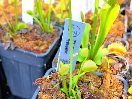 小白注意:食虫植物不用施肥喂食 #食虫植物 #植小筑植物补光灯 #捕蝇草 #瓶子草