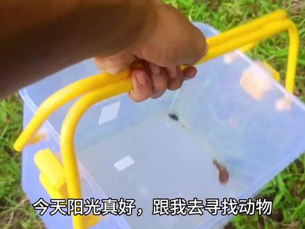 捉小鸡、兔子