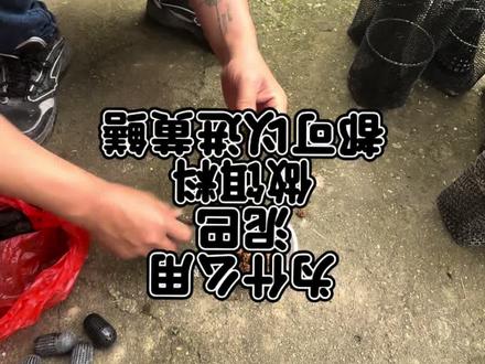 见过用泥巴抓黄鳝吗?#乡村味道#农村生活#抓黄鳝