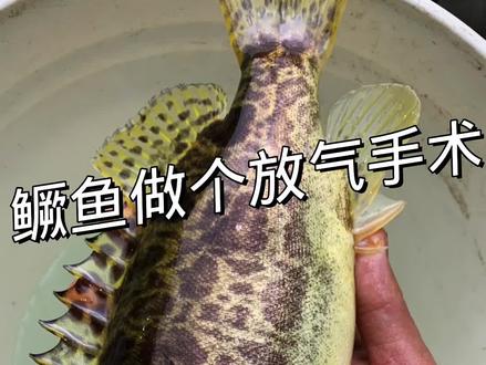 深水里面上来的鳜鱼总是沉不下去,有些还容易死,这个方法可以解决,你去试试 #鳜鱼 #鳜鱼放气 #路亚鳜鱼