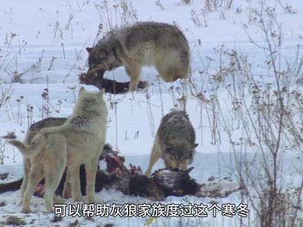 灰狼是等级制度最森严的犬科动物之一,合作狩猎重5倍以上的野牛 #灰狼 #动物世界 #自然奇境科普季 #精彩的动物世界