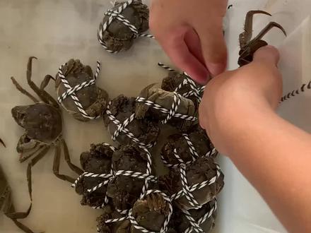 捆螃蟹教程详细步骤分享给大家,上次有粉丝说捆蟹速度太快没有看清楚,收藏学习,你也一定是高手。