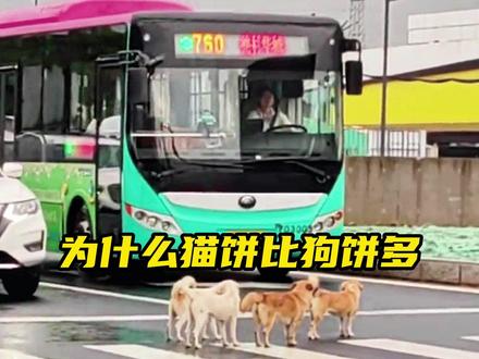 为啥马路上都是猫饼,很少看见狗饼! #猫饼 #宠物 #动物科普