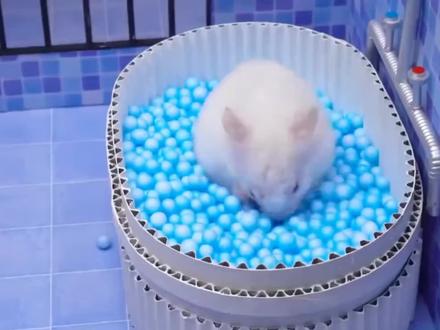 小仓鼠冒险记:逃离豪华监狱,假装在浴缸洗澡,能找到出口吗 #奇趣小宠 #搞笑 #宠物乐园 #仓鼠