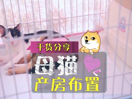 #doudream创作者计划 懂的人就知道,这可是满满的母猫产房布置干货,还不收藏转发?#萌宠出道计划