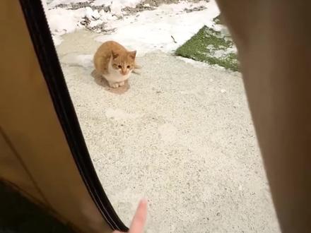 猫妈妈护崽,不准动我的宝宝🥰🥰#猫妈妈#猫咪护崽#猫咪