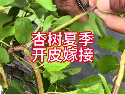杏树夏季嫁接成活率最高的嫁接方式,并且发芽快长势好,不会嫁接的可以参考一下#杏树嫁接技术 #杏树嫁接 #三农分享嫁接