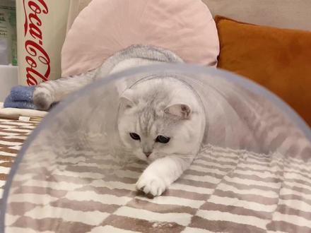 看到最后果然没让我失望#家有傻猫 #小风车车 #液体猫