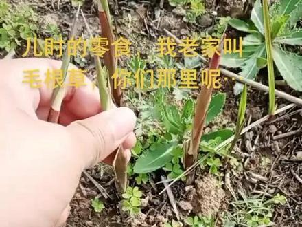 儿时的零食,有谁还记得,我老家叫毛根草,你们那里呢……#农村野菜 #记录真实生活 #大自然的馈赠 #重温儿时的