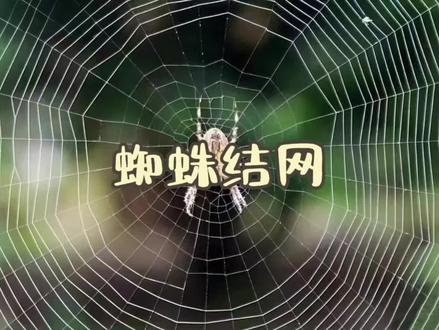 来自法布尔昆虫记的《蜘蛛结网》小学跨学科微课作品。