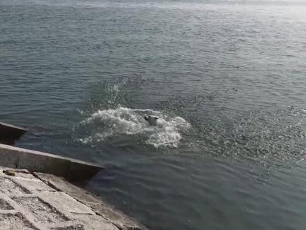 洛洛第一次游泳,狗刨 #狗狗 #烟台 #户外 #流浪狗 #游泳