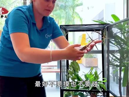 农村常见的竹节虫,最长可以长到62厘米,是益虫还是害虫?