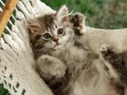 #猫知识 #宠物猫 #科学养宠 #喵星人 猫咪年龄大懒得动弹了