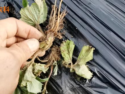 防治草莓红中柱根腐病,做好这三点最关键,能管一季不发生