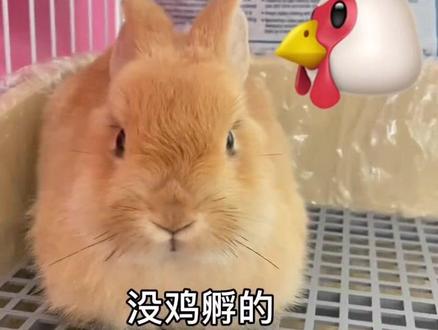 🐰小兔叽母鸡蹲:揣手手也太可爱了!#家有萌宠 #这也太可爱了吧 #萌宠出道计划 #兔兔 @DOU+小助手 @抖音创作者学习中心 @DOU+上热门