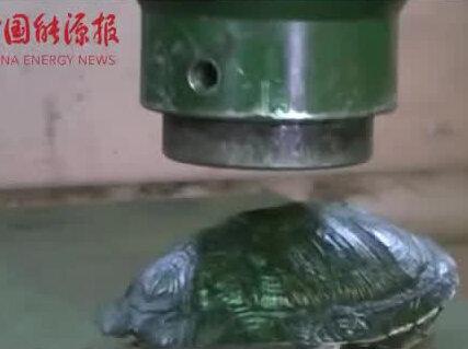 当龟壳遇到液压机,谁更胜一筹?