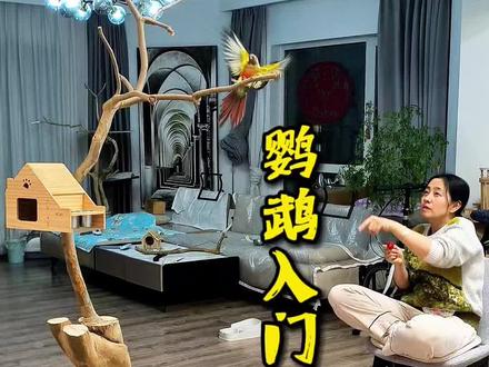 《养鸟心经》 新手上路,给你一套养鹦鹉的简易攻略#养鹦鹉注意事项 #手养鹦鹉 #鹦鹉饲养知识 #新手养鹦鹉 #养鹦鹉的第一课