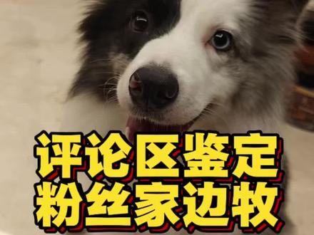 欢迎大家投稿 评论区随机鉴定粉丝家边牧 上电视啦 有没有家人想上电视的 随机鉴定粉丝家边牧 #边牧 #陨石边牧 #养狗经验分享 #养狗人 @DOU+小助手