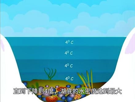 为什么湖里的鱼在冬天不会冻死?#水下拍摄 #海洋生物