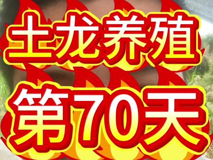 #养殖土龙 #土龙养殖 #地龙养殖 #杜龙养殖 #青鳝 ,人工培育的,不管什么品种终究会因为利益而成为一个笑话,野生是固定的产物,不会因为经济而改变数量