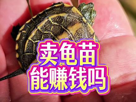 想靠卖龟苗赚钱致富?这真不靠谱!家庭养龟难赚钱的4个原因教程 家庭养龟,想靠卖龟苗赚钱致富?不靠谱!家庭养龟难赚钱的4个原因视频教程!家庭多养龟繁殖龟苗卖,能赚钱吗?龟商和家庭养龟不同,家庭宠物龟饲养者难靠卖龟赚钱原因教学。#养龟日常 #龟宠时代 #养鱼日记 #神奇动物在抖音 #鸫龟先生