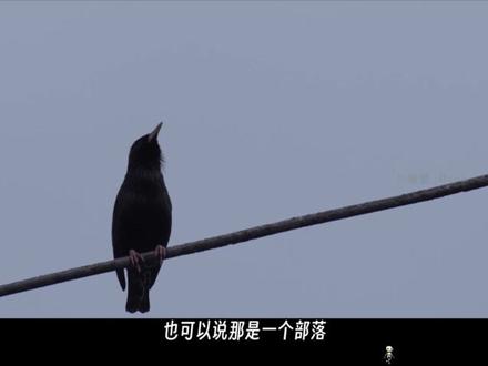 「霓虹超梦」日本2CH都市怪谈;妖怪先生祭典;村民强迫抬神轿 故事发生在日本一个小镇,主角翔太和他的两个朋友佐藤、三浦在一个夏日决定探险。他们骑行到一个陌生的地方,遇到了一群行为诡异的人。这群人邀请他们参加祭祀活动,穿上蓝色的法被,却在抬神轿时遭遇了一系列离奇而恐怖的事情。最终,他们逃了出来,却发现这个小镇隐藏着一个关于妖怪的古老秘密。想知道他们经历了什么?
04:07 翔太的惊奇之旅:探寻祭祀现场的神秘魅力
06:09 祭祀仪式中的意外惊喜:孩子们的参与与喜悦
08:09 孩子们的坚持与大人们的鼓励:走完五圈儿的艰辛历程
10:11 勇敢逃亡:三个孩子从神教浩劫中逃生的惊险经历
12:11 妖怪的阴谋与背叛:一个部落的噩梦之旅
14:13 妖怪先生的复仇:部落的血腥祭祀活动
16:15 神秘部落的消失与恐怖传说:翔太的探险之旅