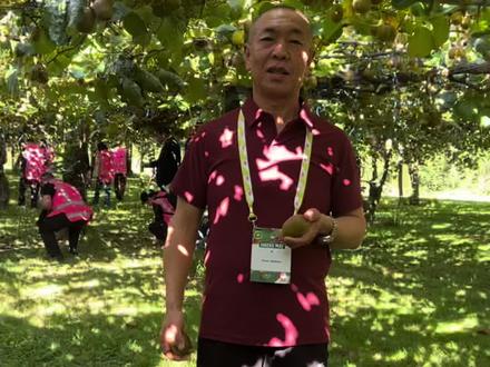 新西兰佳沛奇异果园参观/2026陶朗加奇异果产区