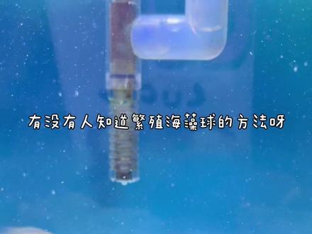 海藻球该怎么繁殖呀?#热门 #海藻球 #水族