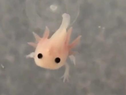 超凶的六角恐龙 #巴邓顿珠星期天