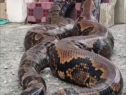 让你朋友来碰碰这些“小可爱”吧! #动物世界 #涨知识