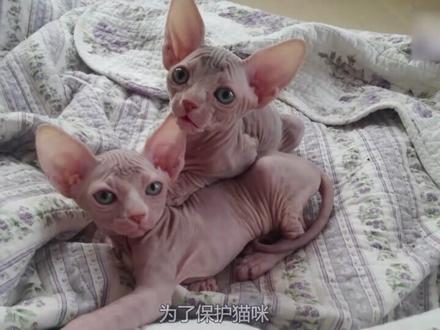 温顺的猫突然发疯似的攻击自己的主人,究竟是什么原因#猫咪的迷惑行为