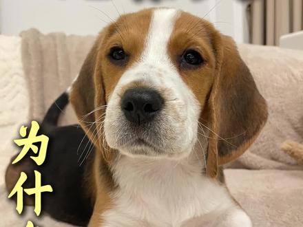 🐶从“机场公务员”到“拆家大魔王”,比格犬到底经历了什么?
都在刷“比格受害者联盟”,这称号真不是白叫的!
为什么在国外受欢迎的比格,在国内却成了“最不适合城市家养”的狗?
新手养狗前,但这3点劝退理由,你必须知道!👇
1️⃣ 穿透灵魂的“大嗓门” 📣
比格是嗅觉猎犬,天生习惯用吠叫示意。
那声音不仅洪亮,而且穿透力极强!
养了它,你就是小区业主群里的“投诉明星”,隔音不好的房子慎入!
2️⃣ 恐怖的“续航能力” 🔋
它的精力不是爆发型的,是持久消耗型的!
以前人家狩猎一跑就是半天。
如果你不能一天遛它3-4次,它多余的精力就会变成家里的“行为艺术”(拆家)。🛋️💥
3️⃣ 其实,它很优秀... ✈️
它的大耳朵是为了聚拢气味,它的鼻子能胜任机场检疫、缉毒工作。
它性格活泼,对人友善,几乎无攻击性。
🏠 总结:
没有不好的狗,只有不适合的家。
国外住独栋带院子,它能撒欢;国内住高楼大厦,它只能憋屈。
在决定养比格前,请灵魂发问:
你的体力,填得满它无底洞般的运动量吗?
#乖派宠物洗护 #比格犬 #比格受害者联盟 #新手养狗 #狗狗科普