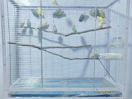 好多粉丝想要这个鸟笼的材料清单,今天分享给大家#手养牡丹鹦鹉 #手养鸟的乐趣 #自制鸟笼 #鹦鹉飞行笼 #合法饲养鹦鹉