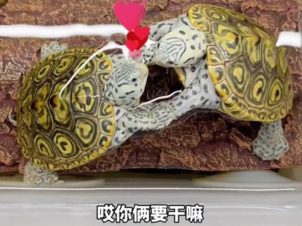 养了钻纹之后我就后悔了……#钻纹龟 #养龟日常 #养龟人 #龟宠时代 #宠物龟