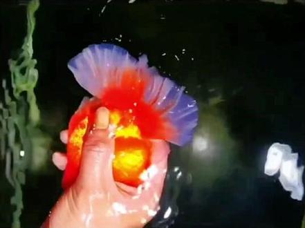 泰狮金鱼#泰狮 #泰狮金鱼 #泰狮兰寿